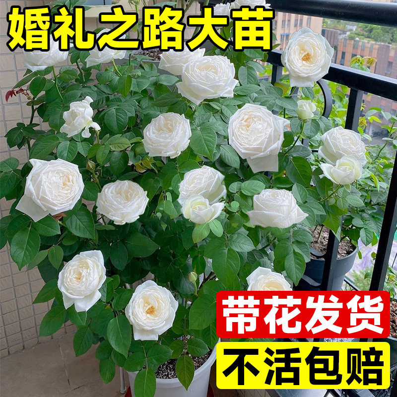 极速伊芙婚礼之路月季大苗果汁阳台白F玫瑰花苗盆栽四季开花卉植,鲜花速递/花卉仿真/绿植园艺,月季/蔷薇/玫瑰,淘宝优惠券,粉丝福利购,淘宝优惠卷
