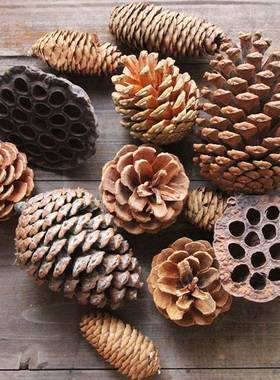 极速天然乾燥花带杆松果松子拍摄道具干松果松Q塔装饰花松球乾果