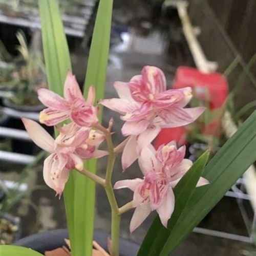 极速红富山k 红婵牡丹四季兰花大浓香