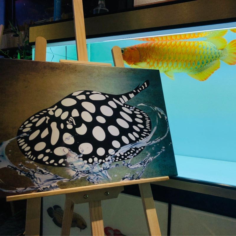 极速龙鱼画观赏鱼图案水族馆装饰设计平面带框Q壁挂鱼防水摆设龙图片