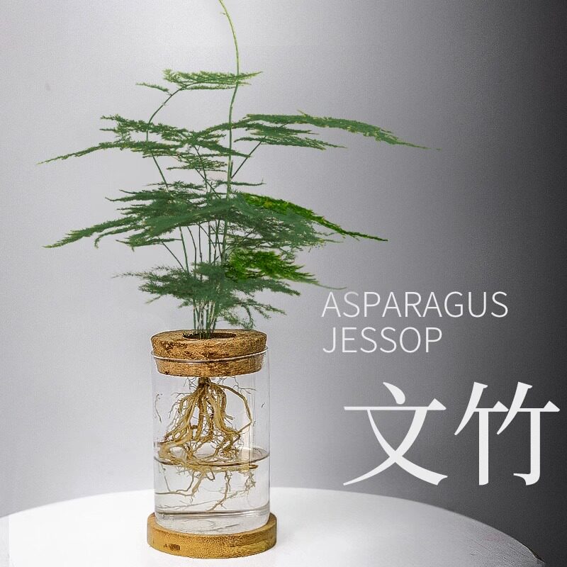 新品高端文竹无土纯水培植物室内好养四季开N花大苗网红办公室绿