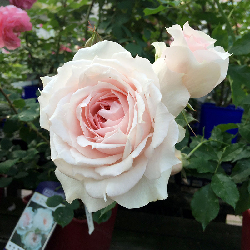 极速天狼a月季 莫妮卡戴维 月季玫瑰 多季庭院阳台丰花灌木月季,鲜花速递/花卉仿真/绿植园艺,月季/蔷薇/玫瑰,淘宝优惠券,粉丝福利购,淘宝优惠卷