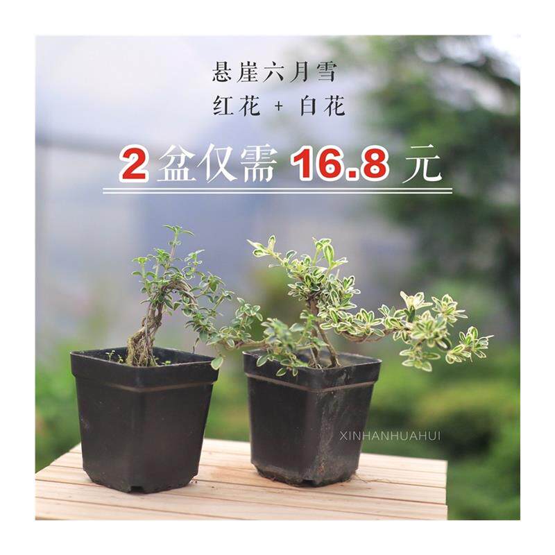极速金边提根六月雪盆景 悬崖微型开花小盆栽 树桩造型 办公桌面