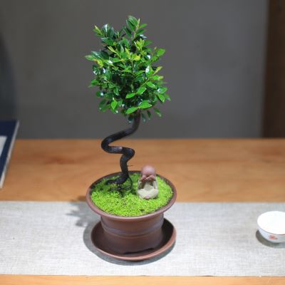 好货小叶紫檀根艺造型黑骨茶提根室内盆景茶室庭院黑骨香绿植好养