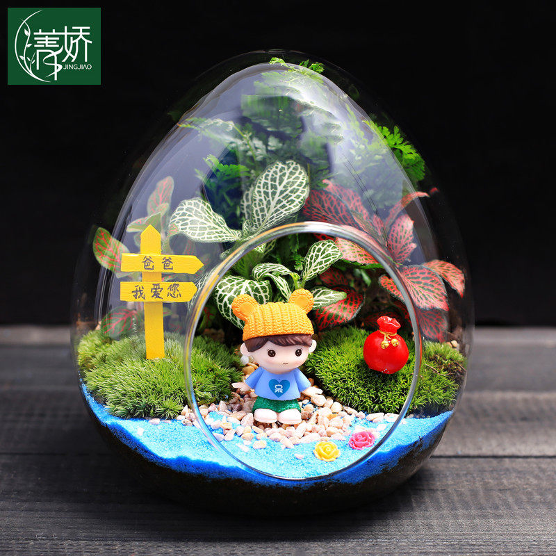 极速大蛋型玻璃瓶苔藓微景观绿植物创意盆栽 办公室内桌面diy材料