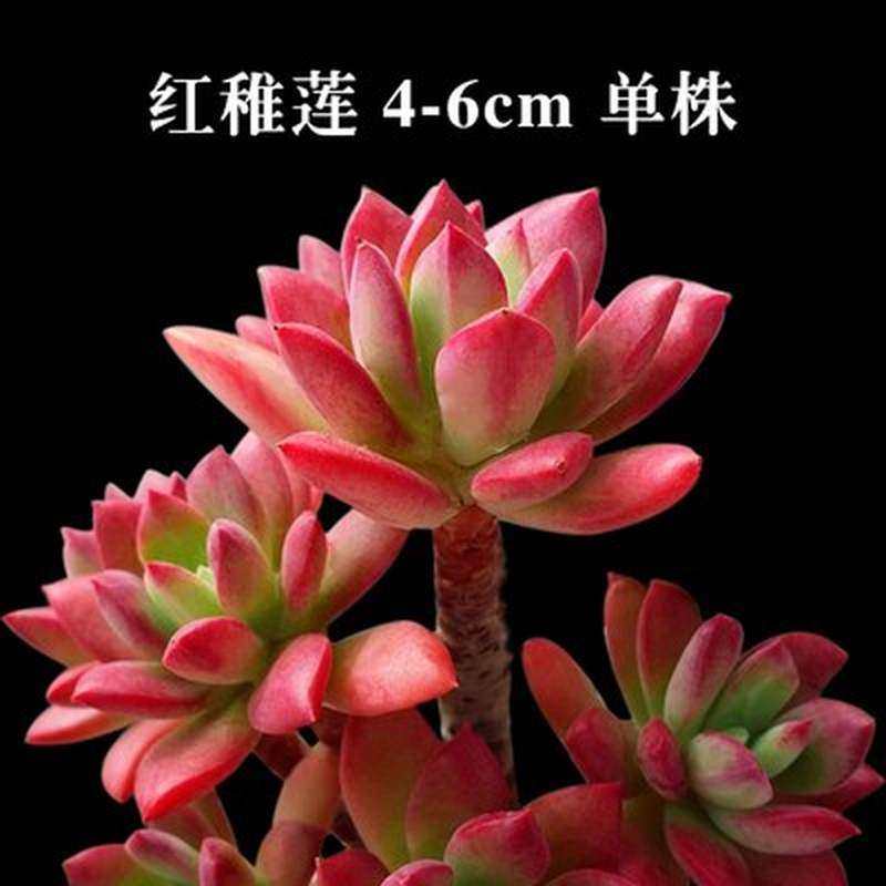 名贵多肉植物组合 高档大颗 大型含合盆栽老桩 超大成品花盆特大