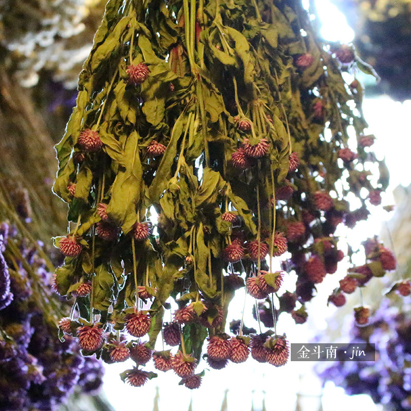 好货千日红干花束永生花云南干花插花diy花环花材配花配草基地直