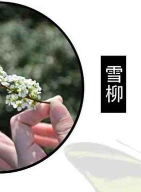 雪柳鲜枝水养鲜切花喷雪花水培干支枝条插花水养遇水开花的干枝花