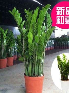 金钱树榕树植物盆栽白掌发财树幸福树盘景办公室室内去除甲醛erro