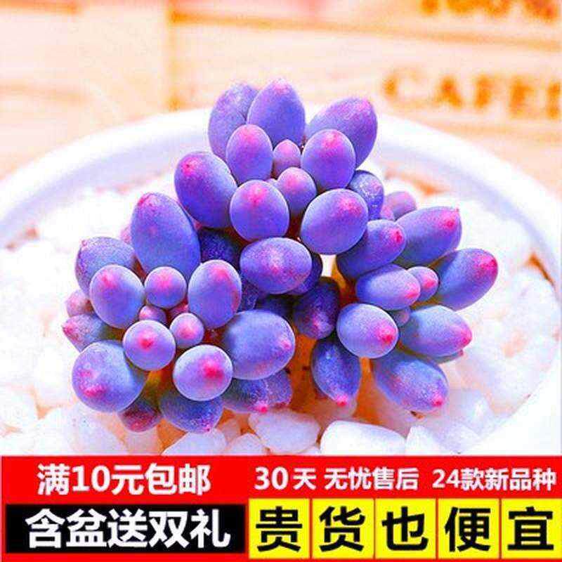 名贵多肉植物组合 高档大颗 大型含合盆栽老桩 超大成品花盆特大