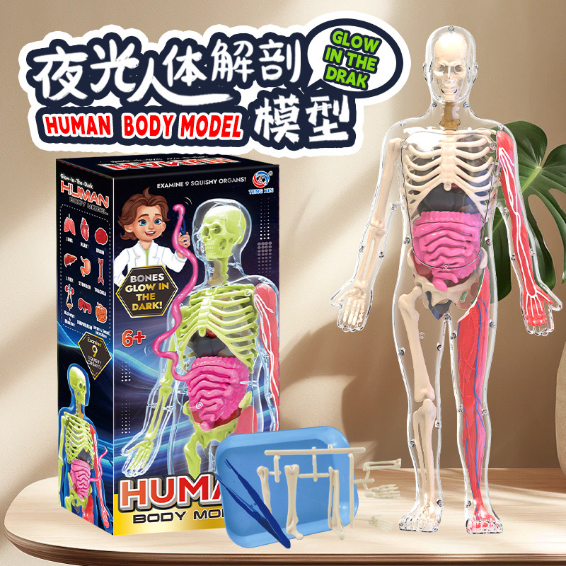 人体结构模型软体器官内脏医学仿真可拆卸夜光幼儿儿童初中生玩具
