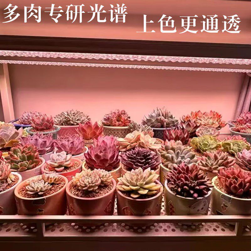 植物之光T36聚光透镜LsED全光谱自然光防徒上色室内家用多肉补光