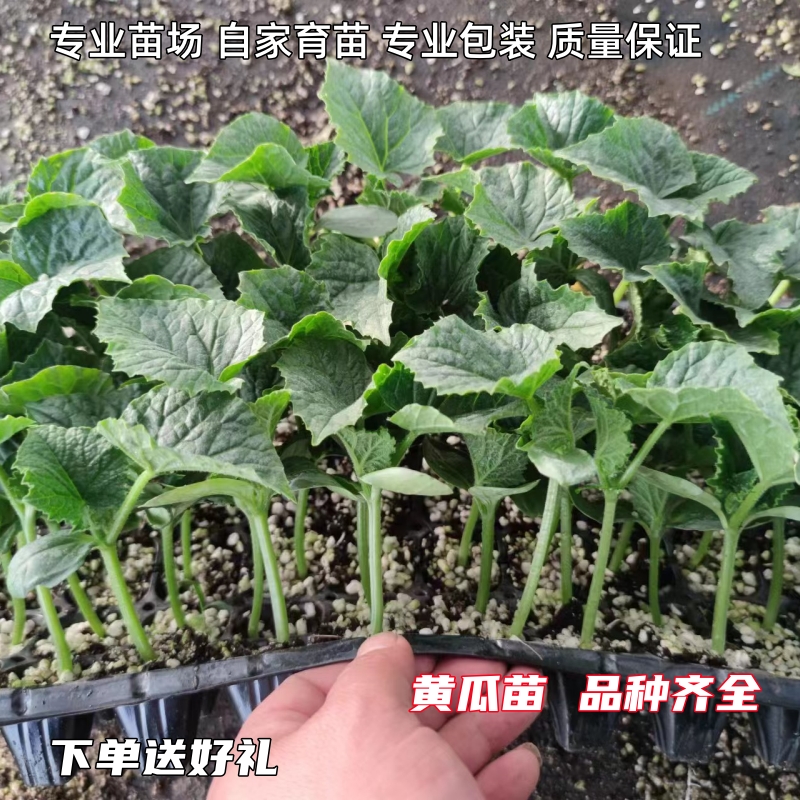 黄瓜苗秧蔬菜苗秧盆栽阳台庭院