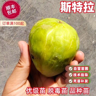 斯特拉无花果树苗抗寒糖心红心无花果苗北南方种植地盆栽当年结果