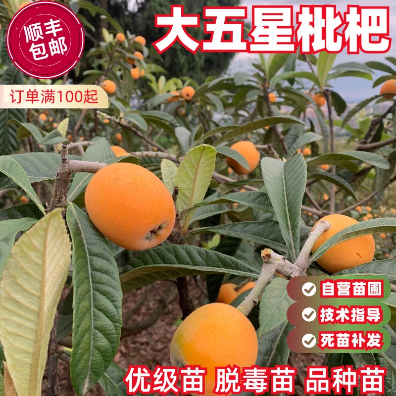 大五星枇杷树苗中熟丰产软甜