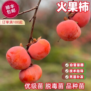 火果柿子树苗嫁接小火罐红灯笼柿子树苗庭院抗寒火晶柿南北方种植