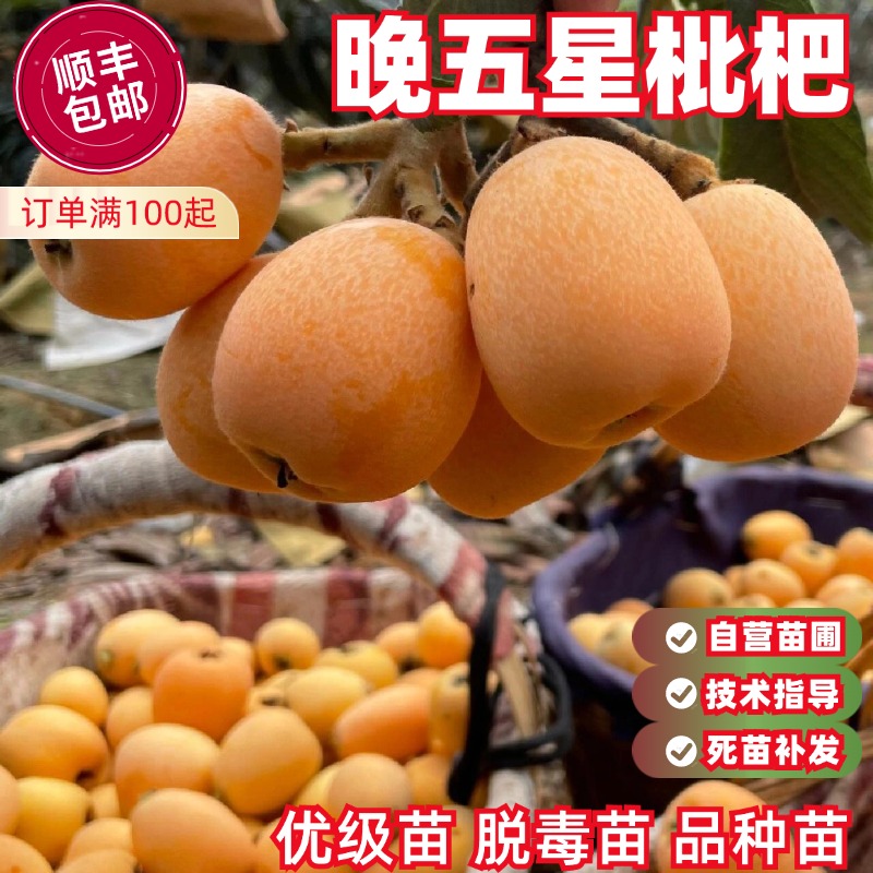晚五星枇杷树苗中熟丰产软甜