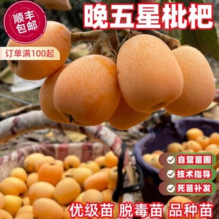 晚五星枇杷树苗嫁接红灯笼枇杷苗特大盆地栽南方北方种植当年结果