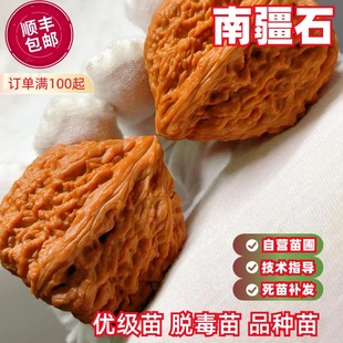 文玩核桃树苗南疆石铁核桃狮子头官帽四座楼磨盘麻核桃苗当年结果