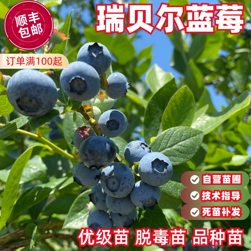 瑞贝尔蓝莓树苗较硬早熟丰产