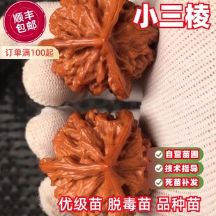 文玩核桃苗树小三棱正本小手捻秋子核桃树苗南方北方种植当年结果