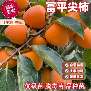 富平尖柿树苗南北方庭院地栽特大果树盆栽嫁接软柿子树苗当年结果