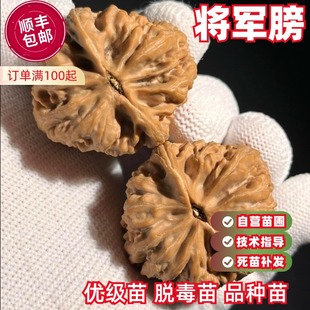 将军膀文玩核桃树苗高炮南疆石宫灯水龙纹蛤蟆头核桃苗南北方种植