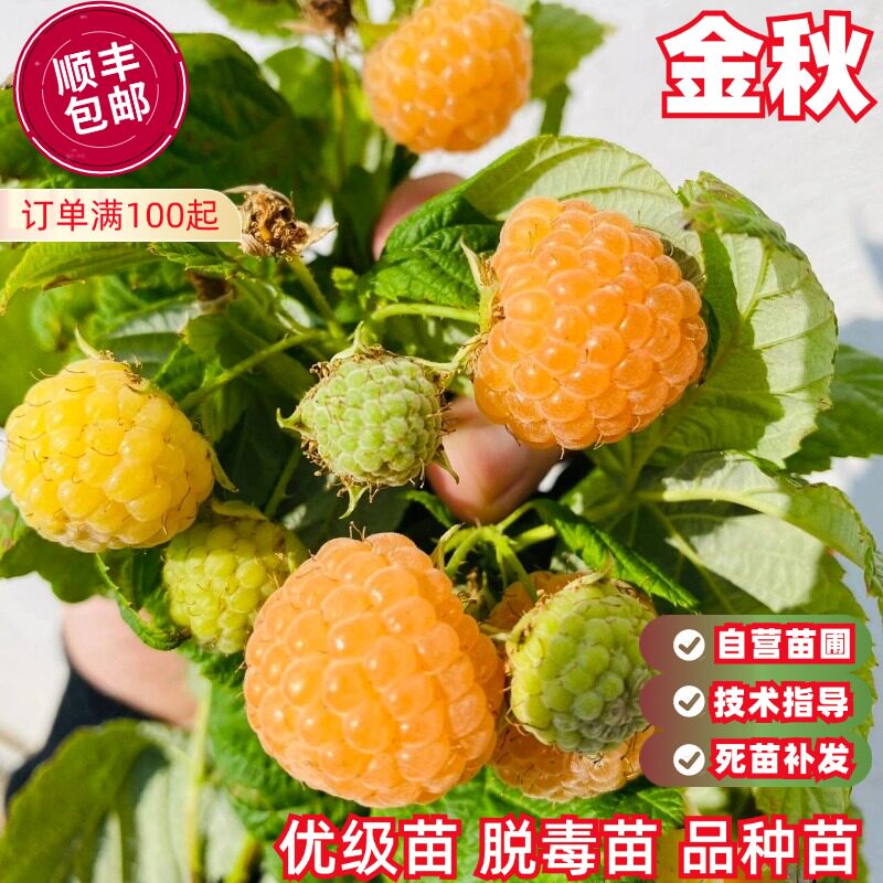 双季黄树莓苗金秋覆盆子树苗南北方四季阳台盆栽地栽种植当年结果