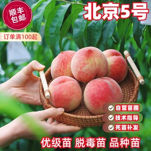 平谷大桃北京5号桃树苗嫁接脆甜全红水蜜桃树苗盆栽阳台庭院地栽