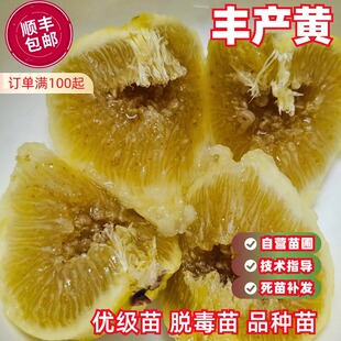 丰产黄无花果树苗糖心高甜糖包子无花果苗盆栽南北方种植当年结果