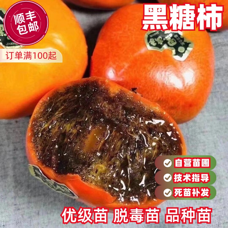 黑糖柿柿树苗中熟丰产脆甜