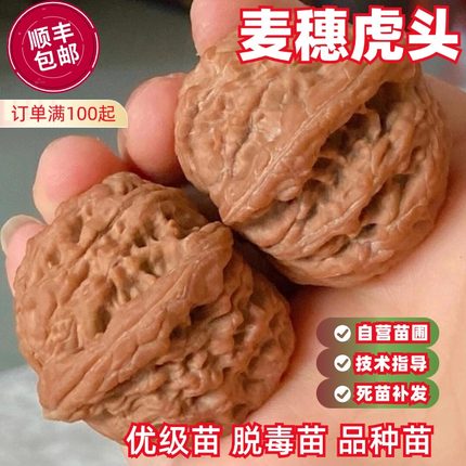 麦穗虎头文玩核桃树苗闷尖白狮子头核桃苗庭院盆栽地栽当年结果苗