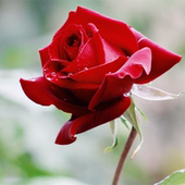 这是一家感情店一分钱素材