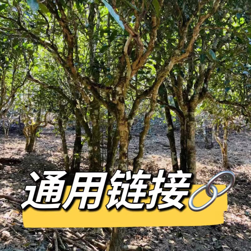 2026年梅子箐大茶地（地块）古树生茶散茶1000克