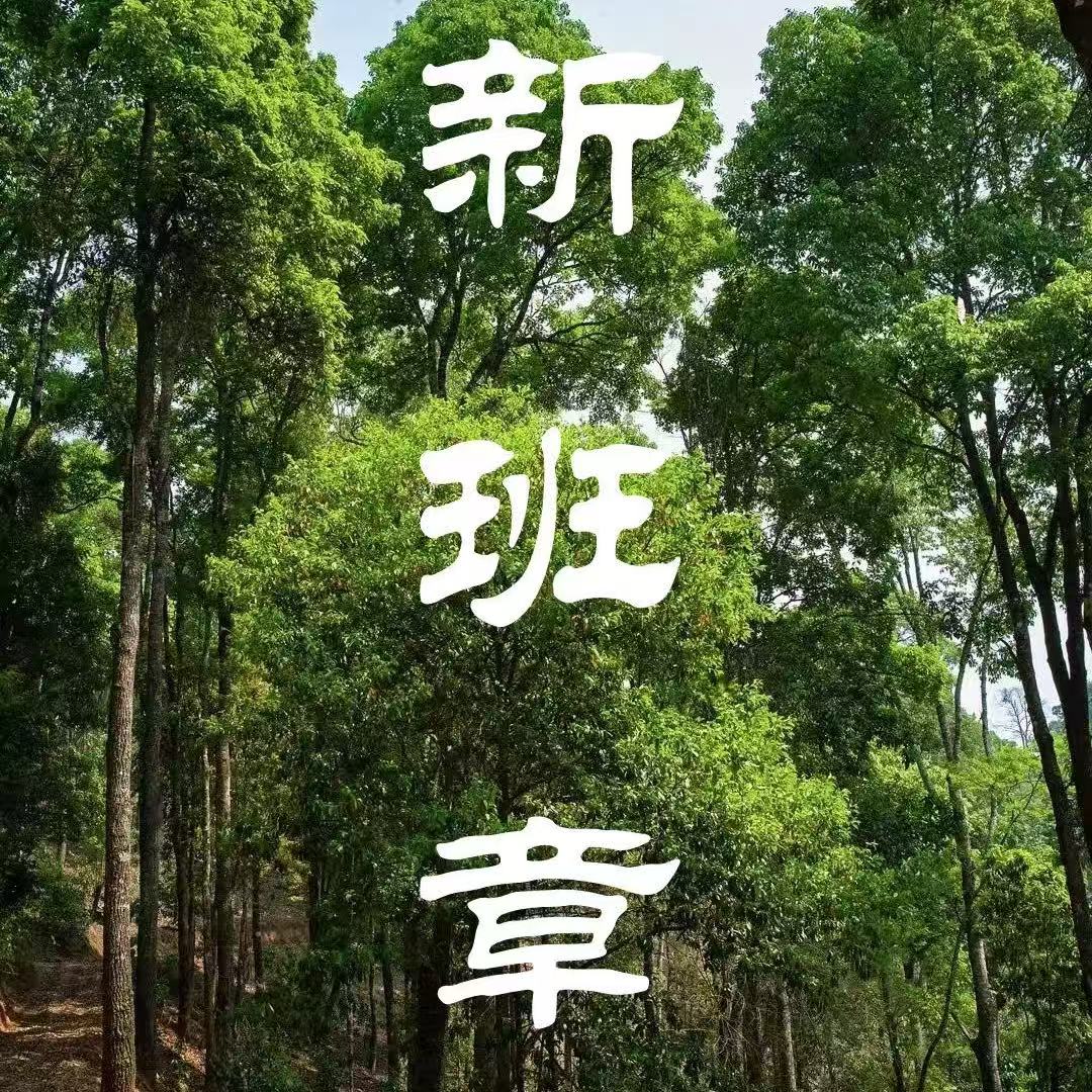 新班章标杆*2025年头春古树散茶生茶*让茶客重新定义山头茶新班章