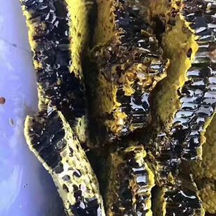 2024年春茶一泡8g【送米团花蜜蜂蜜】