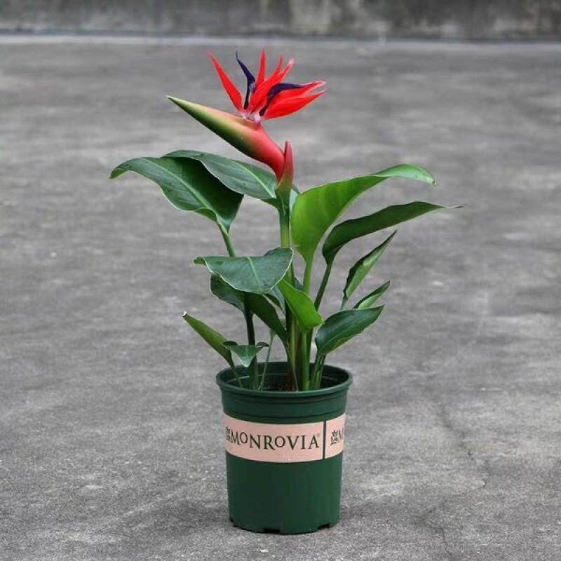 天堂鸟盆栽真花鹤望兰花卉室内四季开花植物防辐射吸甲醛绿植水培