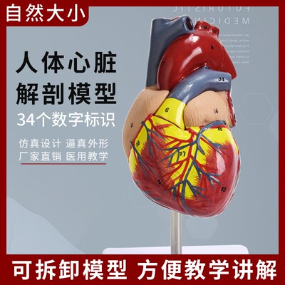 标准1:1人体心脏解剖B超3d模型血液循环可拆卸自然大医学教学优选
