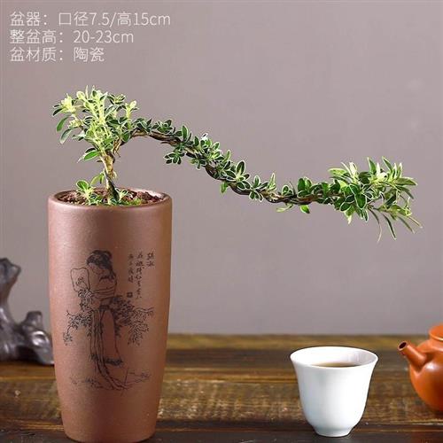 六月雪盆景植物提根老桩稀有造型室内桌面微观绿植小盆栽真花摆件