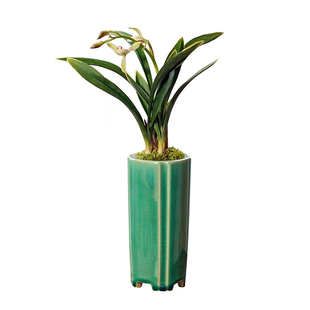 禅月达摩兰花国兰建兰桌面中式盆栽矮种小型兰花盆景香味高端植物