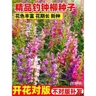 钓钟柳种子吊钟柳花卉种籽孑盆栽南北方四季开花易活庭院景观花海