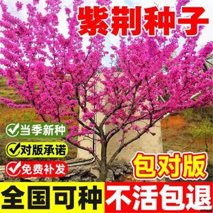 绿化丛生南北方开花紫荆花园林室外风景春秋种子植物树苗庭院花卉
