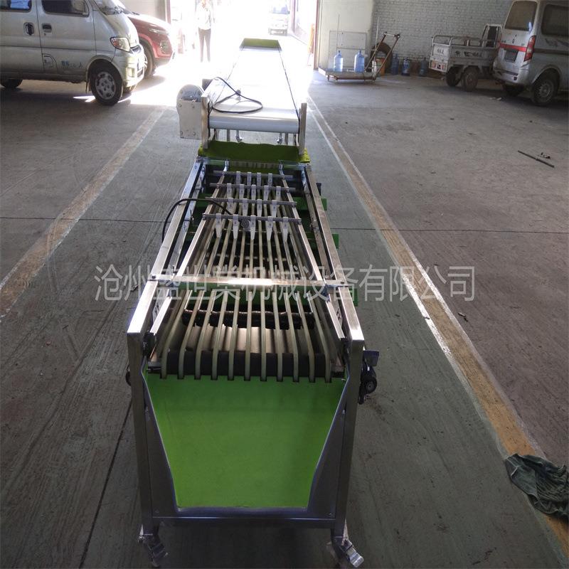 核桃选果机 商用小型水果分果机 分级规格可选