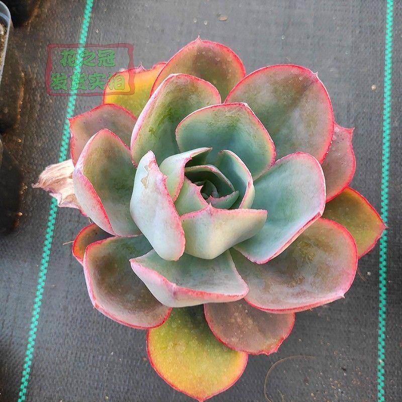 肯尼迪多肉巨大型多肉系列薄叶系植物薄叶中的百变星君经典品种