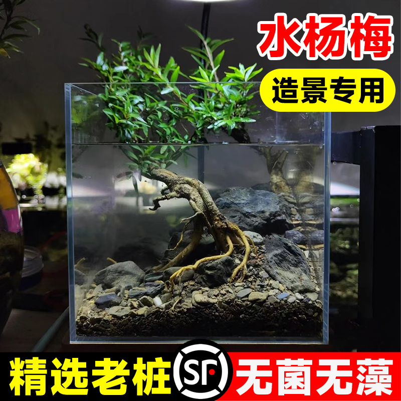 水杨梅植物鱼缸造景老桩摆件乌龟缸观赏水培绿植造景全套古法养鱼