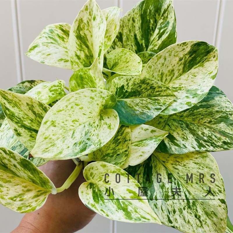好货水培大理石皇后油画绿萝绿植室内观叶植物盆栽好养活四季吸甲