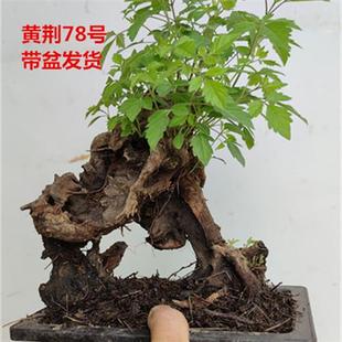 黄荆老桩小型盆景大山舍利镂空碳化熟桩带盆栽好绿植阳台精品实拍