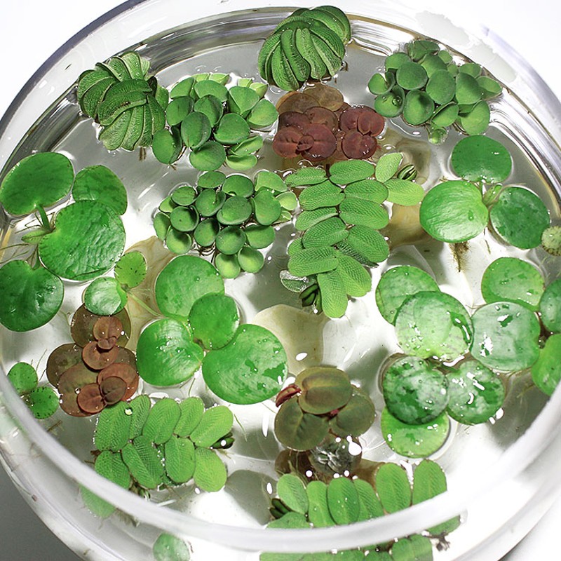 好货鱼缸浮萍水草活体水培植物浮性净化水质微景观水族箱懒人水草