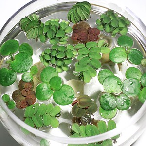 好货鱼缸浮萍水草活体水培植物浮性净化水质微景观水族箱懒人水草