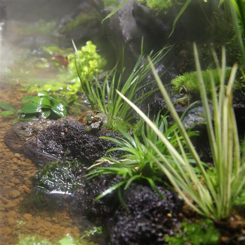 极速水上水草挺水植物溪流沼泽水生水菖蒲火山石定植龟缸雨林浅水
